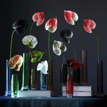 The Anthurium 12