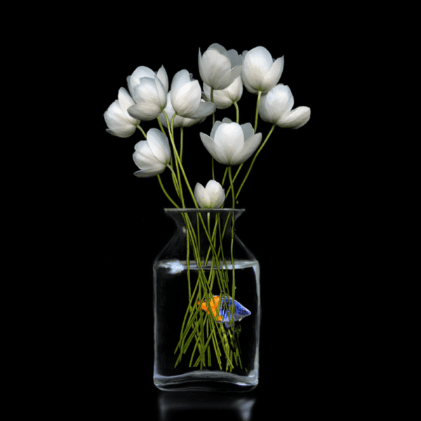 Gullvina's Wonder
