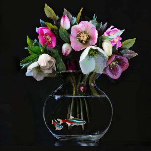 Hellebores Harmony