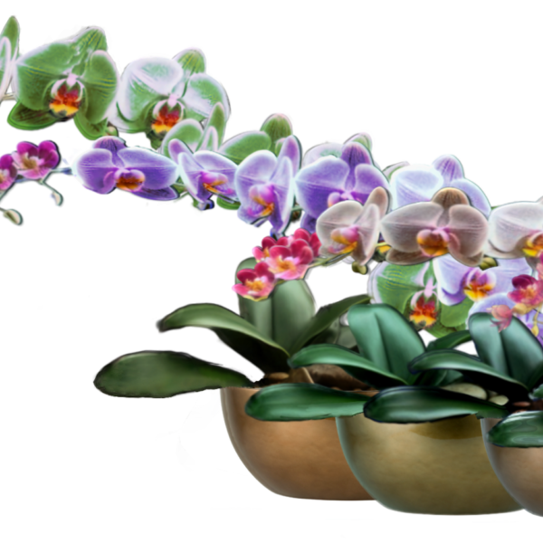 The Orchid Cometh