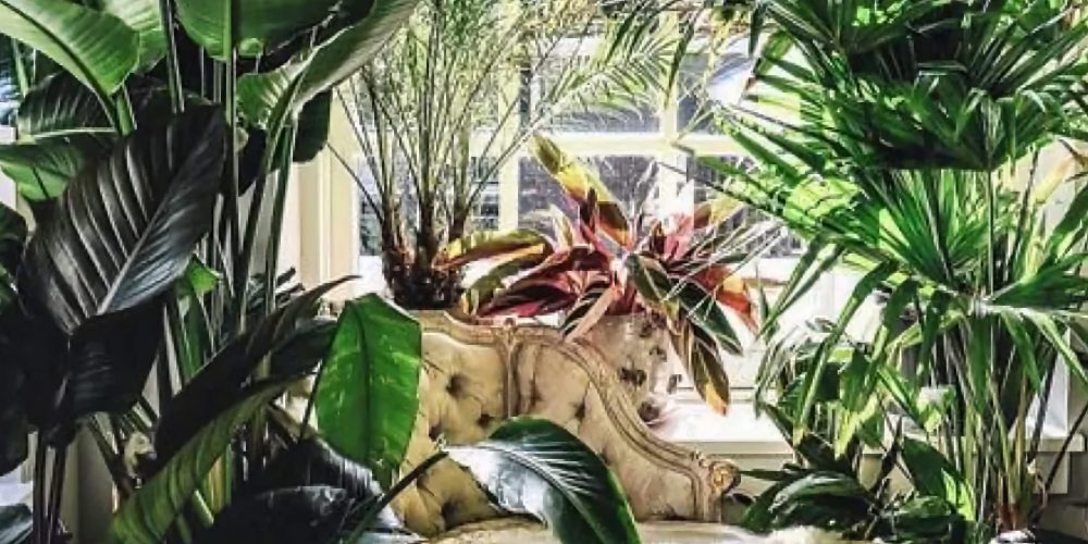 Jungle Room 1000x500